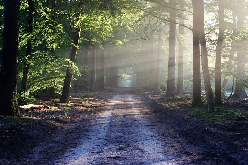 Forest Walking Image