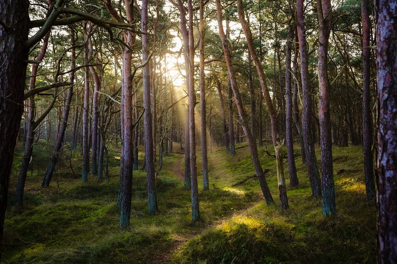 Forest Bathing Image